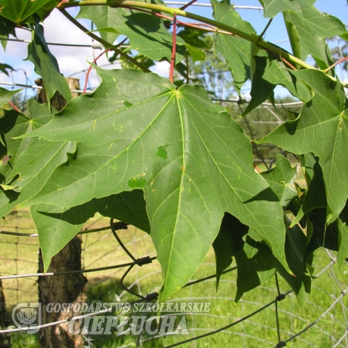 Acer cappadocicum 'Rubrum' - Клён колхидский - Acer cappadocicum 'Rubrum'