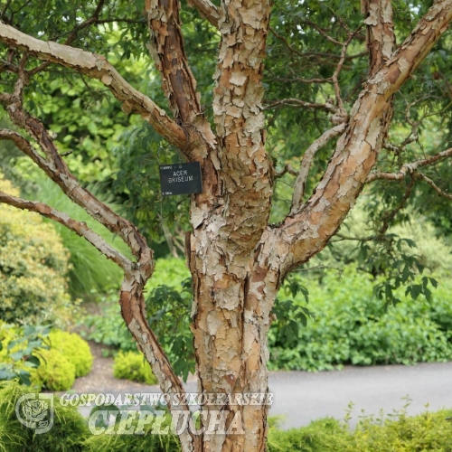 Acer griseum-Клён серый - Acer griseum