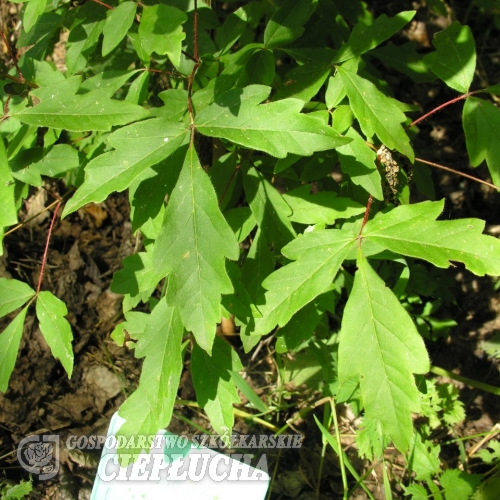 Acer maximowiczianum - Клён Максимовича - Acer maximowiczianum ;  Acer nikoense