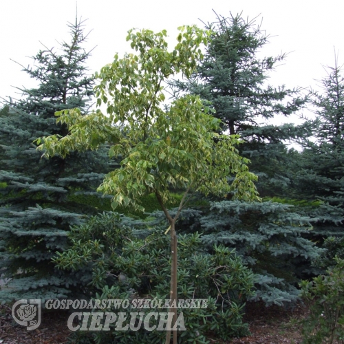 Acer negundo 'Aureomarginatum' - klon jesionolistny - Acer negundo 'Aureomarginatum'