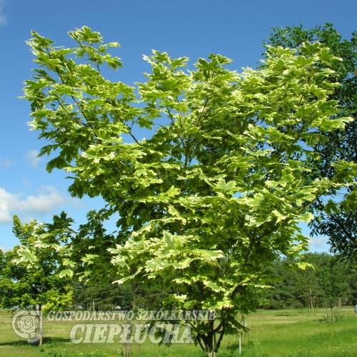 Acer platanoides 'Drumondii' - Norway maple - Acer platanoides 'Drumondii'