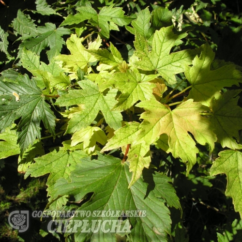 Acer pseudoplatanus 'Puget Pink' - klon jawor - Acer pseudoplatanus 'Puget Pink'