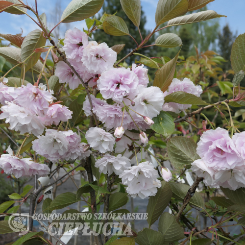 Prunus serrulata 'Shirofugen' - Japanese Flowering Cherry - Prunus serrulata 'Shirofugen' ; Prunus serrulata Fugenzo