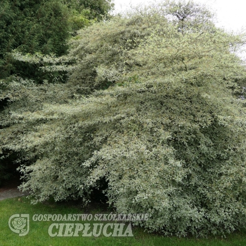 Cornus alternifolia 'Argentea' - Кизил супротивнолистный - Cornus alternifolia 'Argentea'