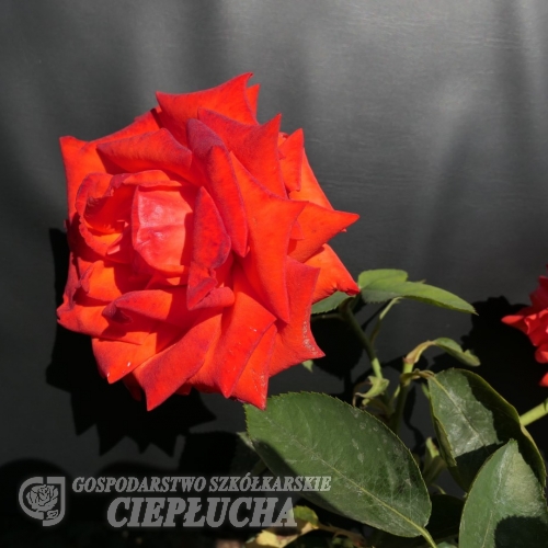 Lidka -Grandiflora Rose - Rosa Lidka
