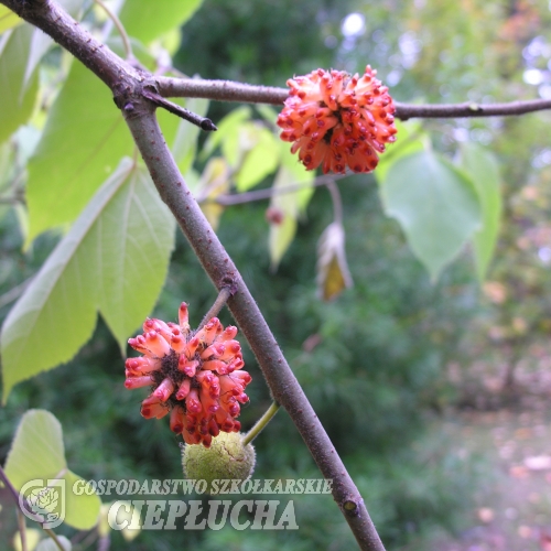 Broussonetia papyrifera - Шелковица бумажная ; Бумажная шелковица ; Бумажное дерево. - Broussonetia papyrifera