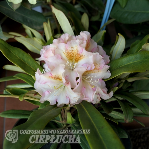 Kristian's Cute - Rhododendron hybrids - Kristian's Cute - Rhododendron hybridum