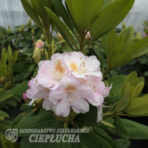 Pernilla - różanecznik wielkokwiatowy - Rhododendron hybridum 'Pernilla'