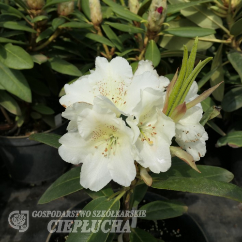 Suomi 100 - Рододендрон гибридный - Suomi 100 - Rhododendron hybridum