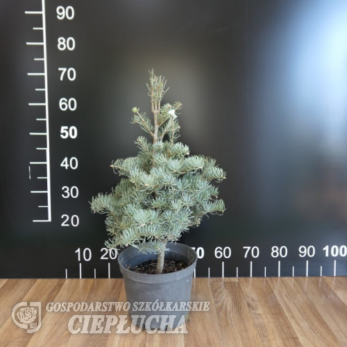 Abies concolor 'Hexe' - Пихта одноцветная - Abies concolor 'Hexe'