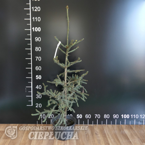 Picea abies 'Finedonensis' - Eль обыкновенная - Picea abies 'Finedonensis'