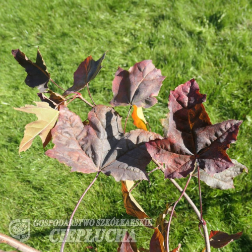 Acer platanoides 'Crimson Sentry' - klon zwyczajny ; klon pospolity - Acer platanoides 'Crimson Sentry'