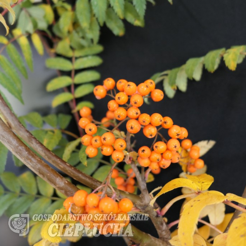 Sorbus ×arnoldiana 'Apricot Queen' - Apricot Queen Rowan Tree - Sorbus ×arnoldiana 'Apricot Queen'