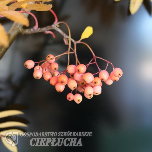 Sorbus aucuparia 'Rose Glow' -mountain-ash 'Rose Glow' - Sorbus aucuparia 'Rose Glow'