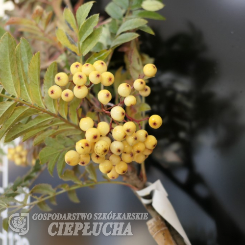 Sorbus 'Joseph Rock' - Eberesche 'Joseph Rock' - Sorbus 'Joseph Rock'