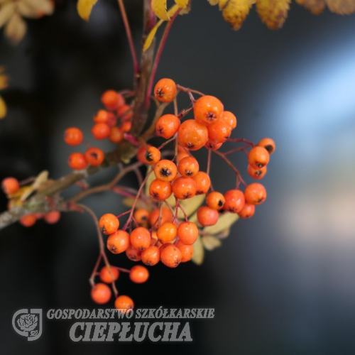 Sorbus ×arnoldiana 'Coral Beauty' - Eberesche - Sorbus ×arnoldiana 'Coral Beauty'