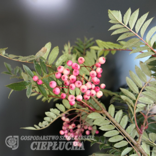 Sorbus ×arnoldiana 'Red Tip' - Eberesche - Sorbus ×arnoldiana 'Red Tip'