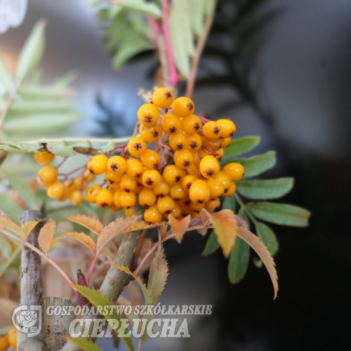 Sorbus aucuparia AUTUMN SPIRE - 'Flanrock' PBR - Rowan ; mountain-ash - Sorbus aucuparia AUTUMN SPIRE - 'Flanrock PBR