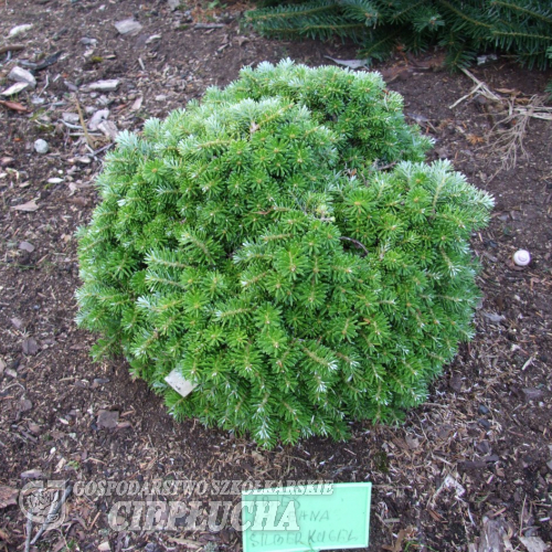 Abies koreana 'Silberkugel' - jodła koreańska - Abies koreana 'Silberkugel'