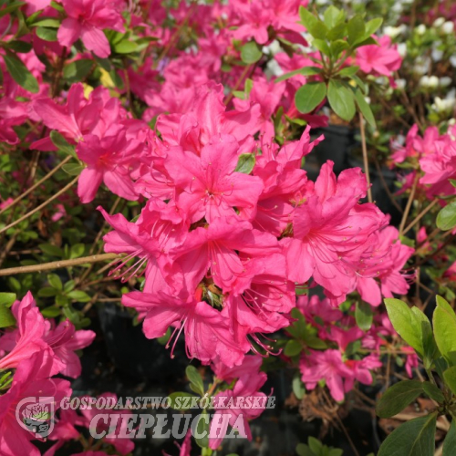 Kačina PBR - Azalia japońska - Kačina PBR - Rhododendron