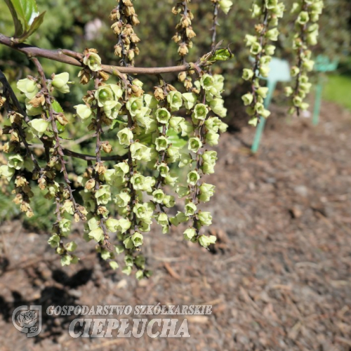 Stachyurus chinensis 'Celina' - stachiurek chiński - Stachyurus chinensis 'Celina'