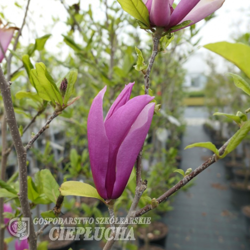 Orchid - purple magnolia; lily magnolia, tulip magnolia; woody-orchid - Orchid - magnolia liliflora