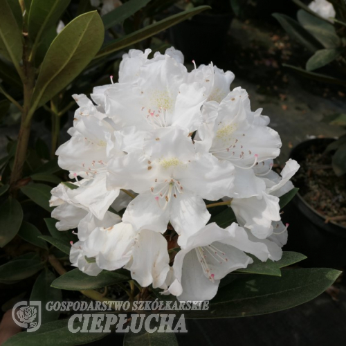 Biko PBR - Rhododendron yakushimanum - Biko PBR - Rhododendron yakushimanum