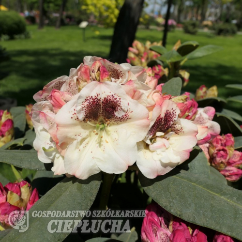 Prinses Maxima - Рододендрон гибридный - Prinses Maxima - Rhododendron hybridum