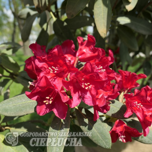 Arbarello - Рододендрон гибридный - Arbarello - Rhododendron hybridum
