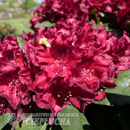 Cherry Kiss - Рододендрон гибридный - Rhododendron hybridum 'Cherry Kiss'
