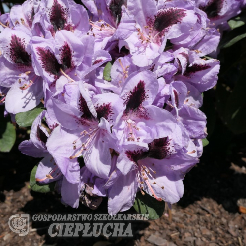 Metallica - Рододендрон гибридный - Rhododendron hybridum 'Metallica' ; Rhododendron 'Hachmann's Metallica'