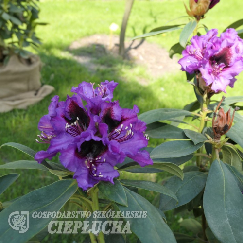 Orakel - Рододендрон гибридный - Rhododendron hybridum 'Orakel'