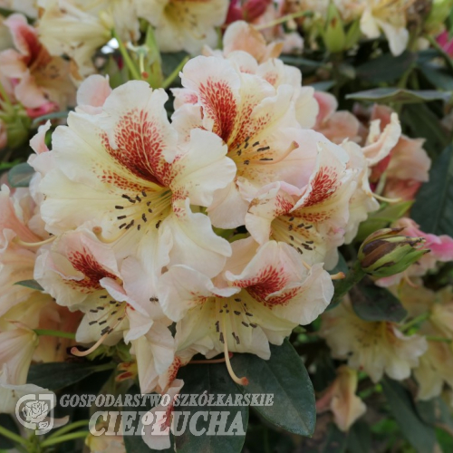Peggy - Рододендрон гибридный - Rhododendron hybridum 'Peggy'