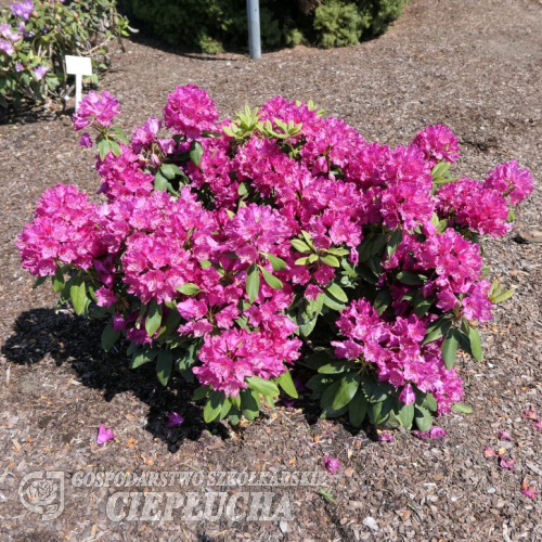 Renata - Рододендрон гибридный - Rhododendron hybridum 'Renata'