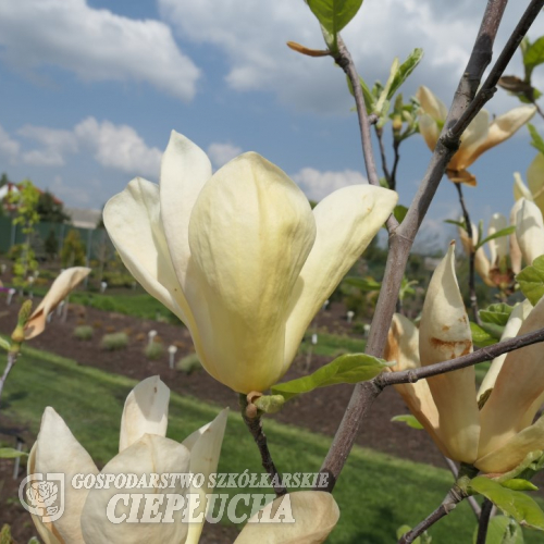 Yellow Lantern - Magnolie - Magnolia 'Yellow Lantern'
