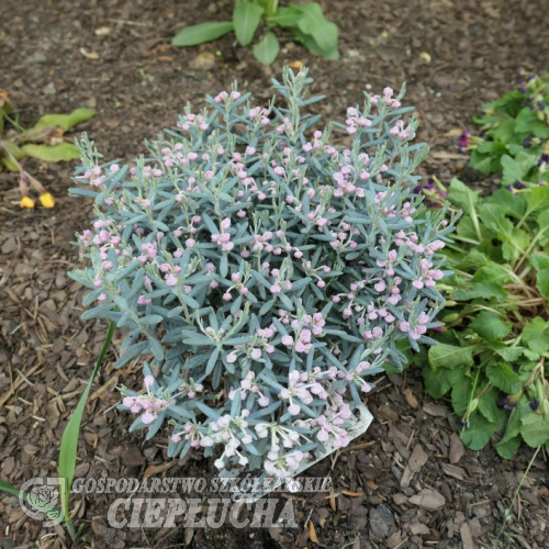 Andromeda polifolia 'Blue Lagoon' - Bog Rosemary - Andromeda polifolia 'Blue Lagoon'