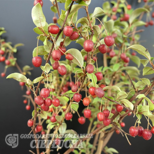 Elaeagnus multiflora - cherry silverberry - Elaeagnus multiflora