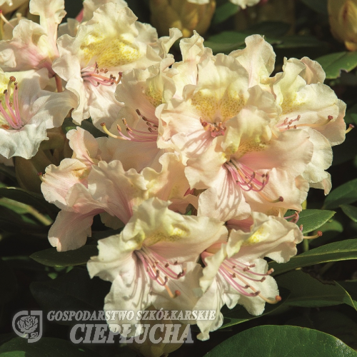 Fryderyk PBR - różanecznik - Rhododendron hybridum 'Fryderyk' PBR