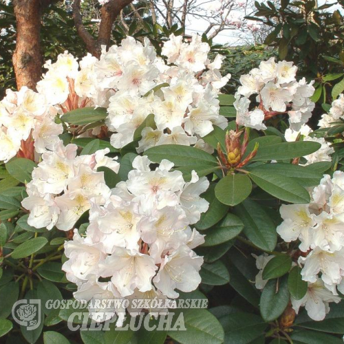 Polonez Chopina PBR - Rhododendron - Rhododendron hybridum 'Polonez Chopina' PBR