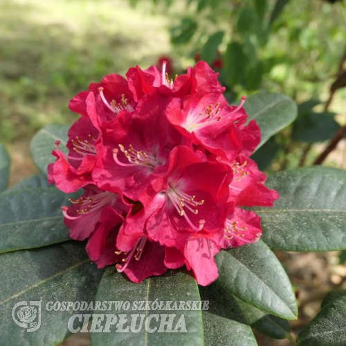 Krakovec - różanecznik wielkokwiatowy - Rhododendron hybrid 'Krakovec'