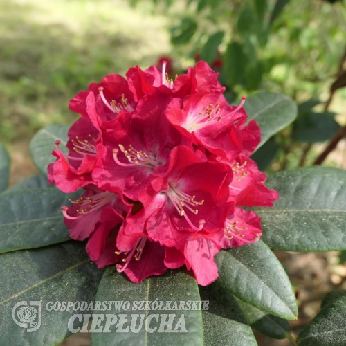 Krakovec - Rhododendron hybrid - Rhododendron hybrid 'Krakovec'