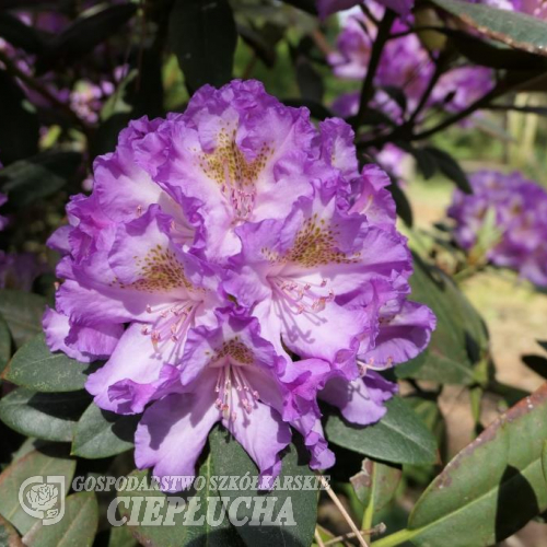 Střekov - Rhododendron hybrid - Rhododendron hybridum 'Střekov'