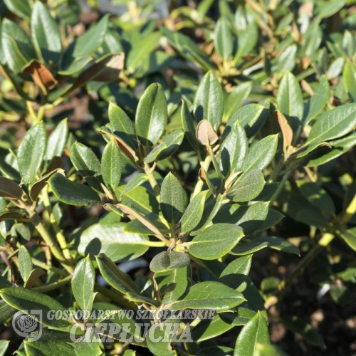 Rhododendren wasonii ssp. rhododactylum - Rhododendron wasonii ssp. rhododactylum