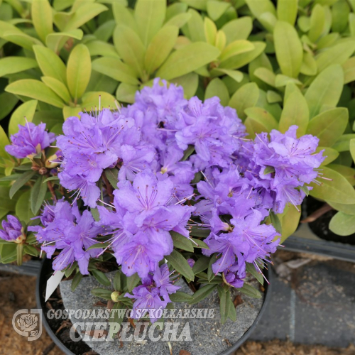 Luisella - Kissen-Rhododendron - Luisella - Rhododendron impeditum