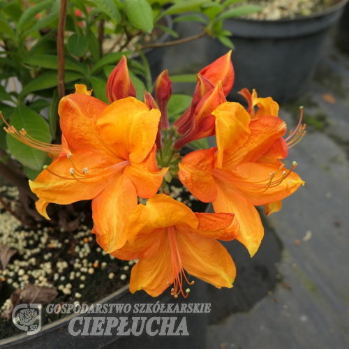 Diorama - Азалия крупноцветковая - Diorama - Rhododendron (Azalea)