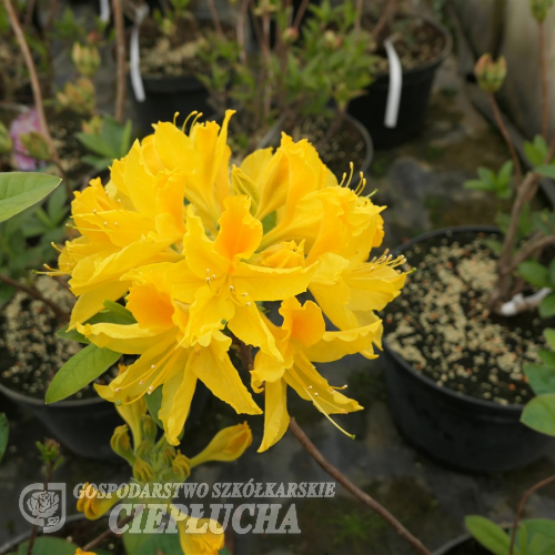 Goldtopas - Азалия крупноцветковая - Goldtopas - Rhododendron (Azalea)