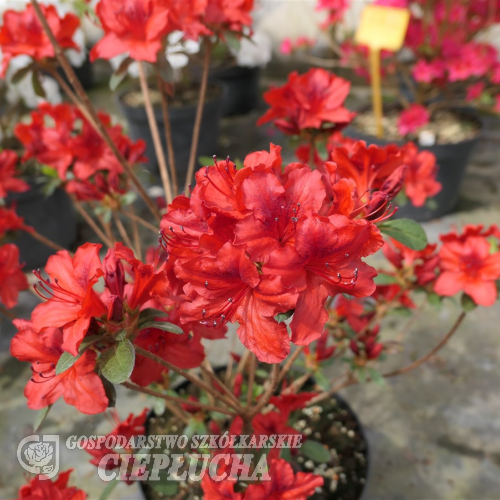 Čertoryje - Japanese azalea - Čertoryje - Rhododendron