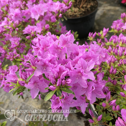 Malá Skála PBR - Azalia japońska - Malá Skála PBR - Rhododendron