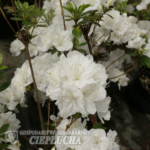 Sněžka PBR - Japanese azalea - Sněžka PBR - Rhododendron