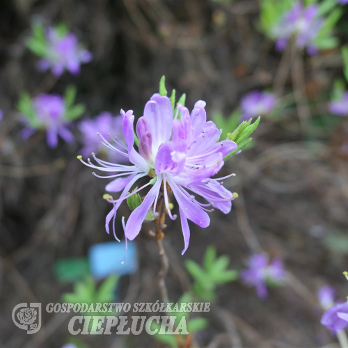 Rhododendron canadense - Rhododendron - Rhododendron canadense